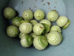 Viral Digunakan untuk Mabuk, Polda Kalsel Tunggu Hasil Labfor dari Kandungan Buah Kecubung