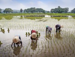 PTPI Ungkap Sebanyak 7,58 Juta Petani Belum Tebus Pupuk Subsidi