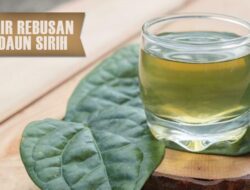 Catat! 5 Ini Manfaat Minum Air Rebusan Daun Sirih Bagi Kesehatan