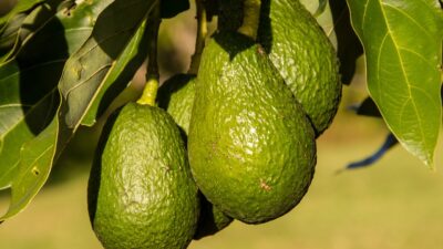 Belum Banyak Yang Tau, Ternyata Buah Alpukat Bisa Atasi Asam Lambung