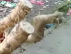Tak Hanya untuk Obat Kuat, Ini Sejumlah Khasiat Kayu Pasak Bumi bagi Kesehatan