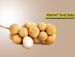 Ini Lima Manfaat Buah Duku Bagi Kesehatan