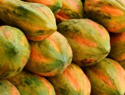 Ini Sederet Kelompok Orang yang Tak Boleh Makan Pepaya