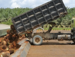 PT Dharma Satya Nusantara Raup Laba Rp367 Miliar di Kuartal I 2025, Naik 60 Persen