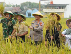 Panen Raya di Rorotan Wujudkan Ketahanan Pangan Jakarta Utara